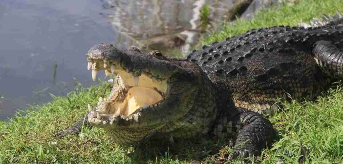 DENTRO Y FUERA DEL AGUA, COCODRILOS AMENAZAN TRANQUILIDAD DE VISITANTES EN LA ZONA CONURBADA DE TAMPICO-MADERO Y ALTAMIRA