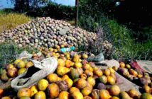 Lluvias dan golpe demoledor a la naranja en Veracruz; dañadas 80 % de hectáreas de ese cultivo
