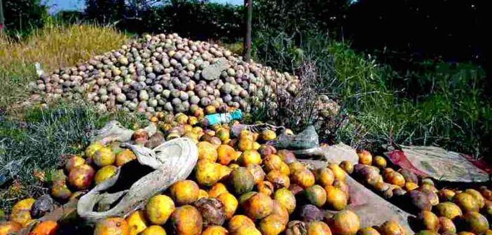 Lluvias dan golpe demoledor a la naranja en Veracruz; dañadas 80 % de hectáreas de ese cultivo