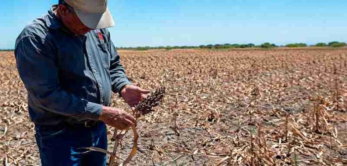 Quedarían sin sembrar mas de 200 mil hectáreas en Tamaulipas.